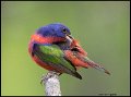 _0SB0431 painted bunting